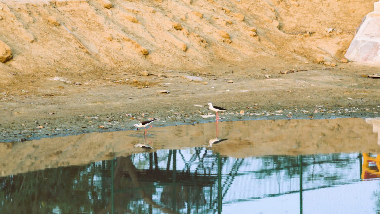Birds 2 At Shreejee The Farm