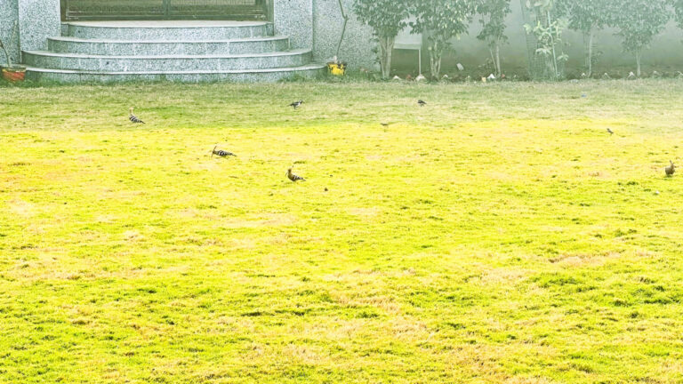 Birds At Shreejee The Farm