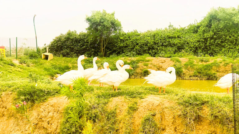 Ducks 3 In the Pond at Shreejee The Farm