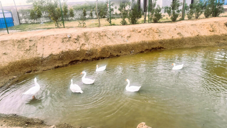 Ducks In the Pond at Shreejee The Farm