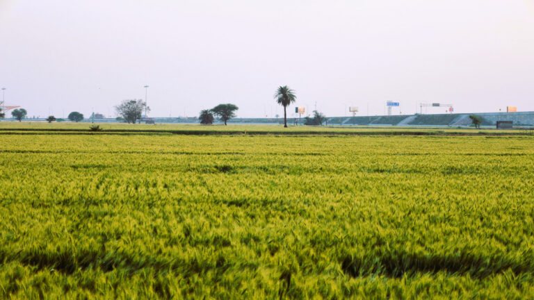 Farm View 3 Shreejee The Farm