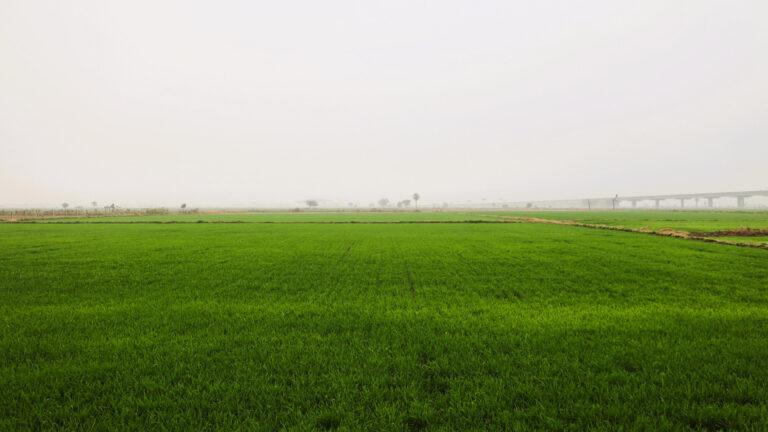 Farm View 4 Shreejee The Farm