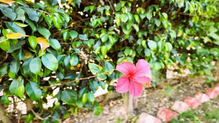 Flower at Shreejee The Farm