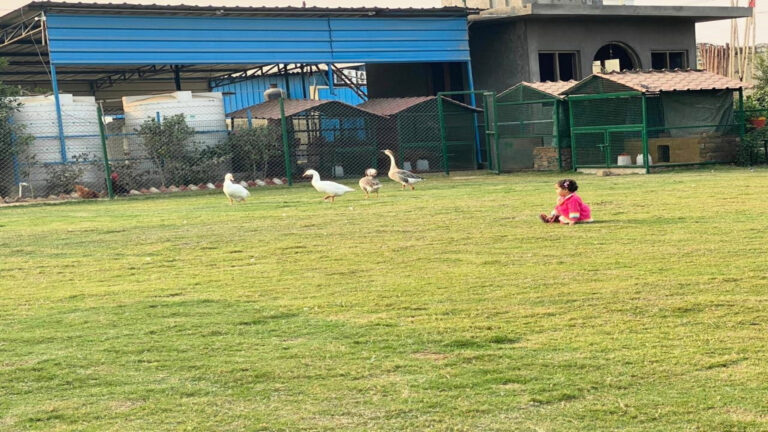 Kids With Ducks Shreejee The Farm