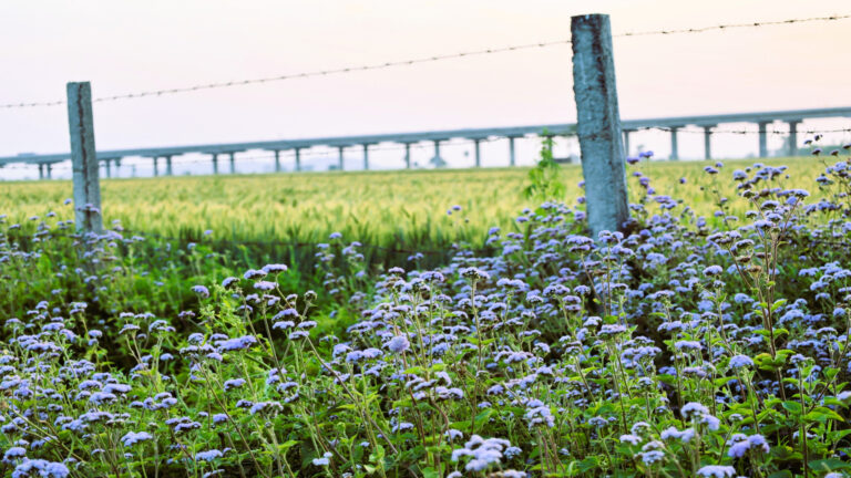 Wild Flower at Shreejee The Farm